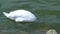 White Royal Swan in Lake Morton and the city center of lakeland Florida