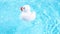 A white rubber duck swims and drifts easily