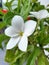 White Ruellia Simplex plant flower