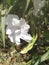 white Ruellia squarrosa (Fenzi) Cufod.