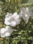 White Ruellia squarrosa (Fenzi) Cufod booming.