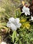 White ruellia tuberosa flower in nature garden