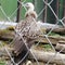 White rumped Indian vulture in a zoological park