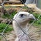 White rumped Indian vulture in a zoological park