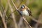 White-rumped Munia