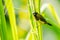 White-rumped Munia perching on grass stalk