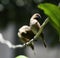 White rumped munia small bird brown color on electric wire cable animal wildlife in natural botanic garden with copy space. No peo