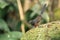 White-rumped shama