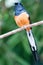 White-Rumped Shama