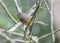 White-Rumped Shama