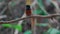 White-rumped Shama bird perched on a branch