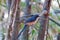 White-rumped Shama in Bondla National park of Western Ghats