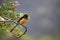 White-Rumped Shama (Copsychus malabaricus)