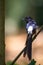 White-rumped shama Copsychus malabaricus