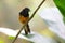 White-rumped shama Copsychus malabaricus