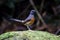 White rumped Shama Copsychus malabaricus Female Cute Birds of Thailand