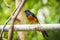 White-rumped shama Copsychus malabaricus male