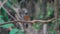 White-rumped Shama female resting on a branch