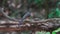 White-rumped Shama female rests quietly on a branch near the ground