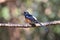 White-rumped shama;a small passerine bird