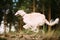 White Russian Borzoi sighthound, gazehound hunting running in au