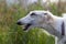 White russian greyhound