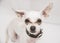 A white Russian toy Terrier stares into the camera