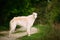 White Russian Wolfhound Dog, Borzoi, Hunting dog