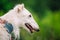 White Russian Wolfhound Dog, Borzoi, Russian Hunting, Sighthound