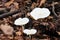 White russula on a background of brown leaves /