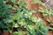 white rust disease symptom on chrysanthemum leaf