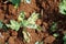 white rust disease symptom on chrysanthemum leaf