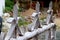 White rusty Swing Gates