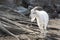 White Saanen Goat with Long Horns