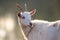 White saanen goat outdoor