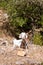 White Saanen goat staring at the camera in the mountain while resting free