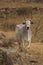 White sacred cow in countryside