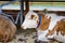 White sad cow lies in an open aviary. Agricultural Exhibition. Modern farming