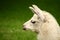 White, sad furry lama glama portrait