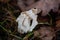 White saddle fungus, Helvella crispa