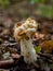 White Saddle Fungus and Spider