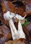 White Saddle or Helvella