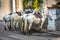 White saddled horses waiting