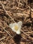 White saffron flower