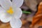 White saffron flower orange stigma close up.