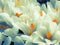 White saffron spring flowers macro