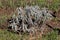 White sage or Salvia apiana perennial shrub plant with narrow elongated whitish leaves growing in local home garden