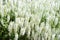 White Sage Salvia Nemorosa in flowerbed. full frame