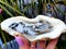 White sage in shell in garden with dreamcather magic spell tarot incense