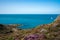 White sailboat in blue ocean and lilac heath meadow and wild coast